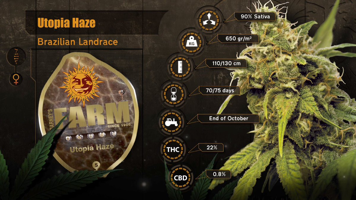 BarneysAms's tweet photo. #teambarneys #strainoftheweek is here. #UtopiaHaze. Get some now! #barneysfarm #cannabis #weed #marijuana https://t.co/0Hi8NWYGwt https://t.co/8sZWjGjqRX