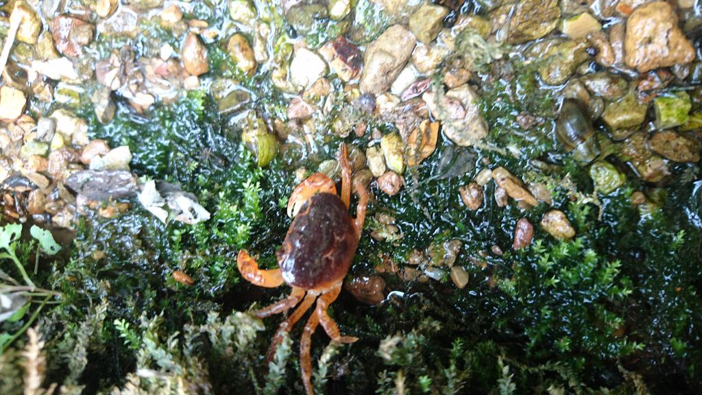 ট ইট র 磐南生物部 今日は 変わってる色のサワガニを求め 井伊谷川水系と 天竜川水系のサワガニを見に行きました 直虎スポットでも あるので混んでました 笑