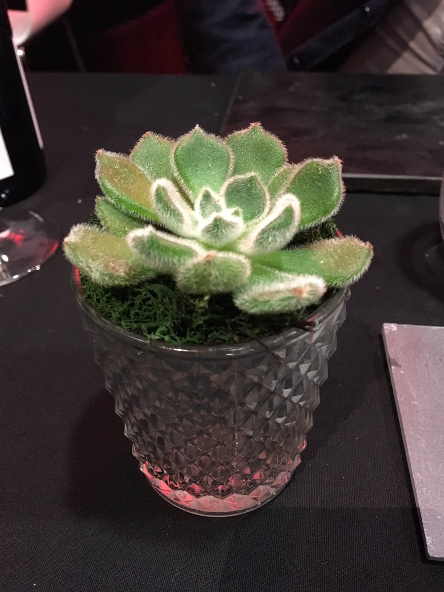 eventures1's tweet image. #MUFC Succulent plant