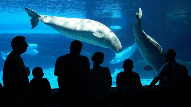 CP24's tweet photo. Marineland mourns sudden death of beluga whale
https://t.co/6BmfpJJpdo https://t.co/yPL0b37j53