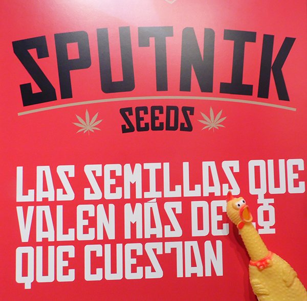 Sputnikseeds's tweet photo. nuestro gallo Petrovik nos lo confirma https://t.co/ZoGNG7qsfn https://t.co/u9jnEC5Ckq