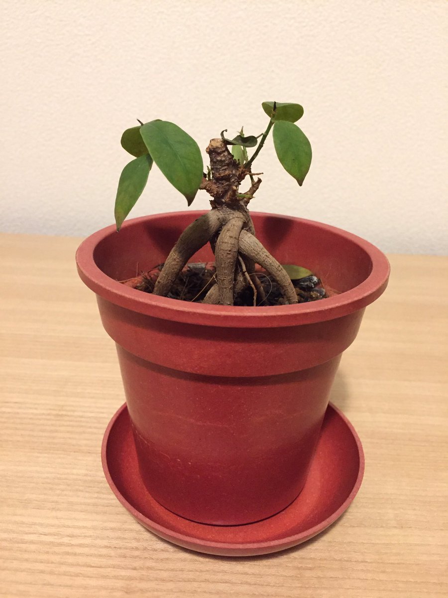 咲 自宅に戻るとガジュマルがグッタリとしていた 緑の葉が落ちていく 根腐れ 明日植え替えてやろうな T Co Kpqhideomb Twitter