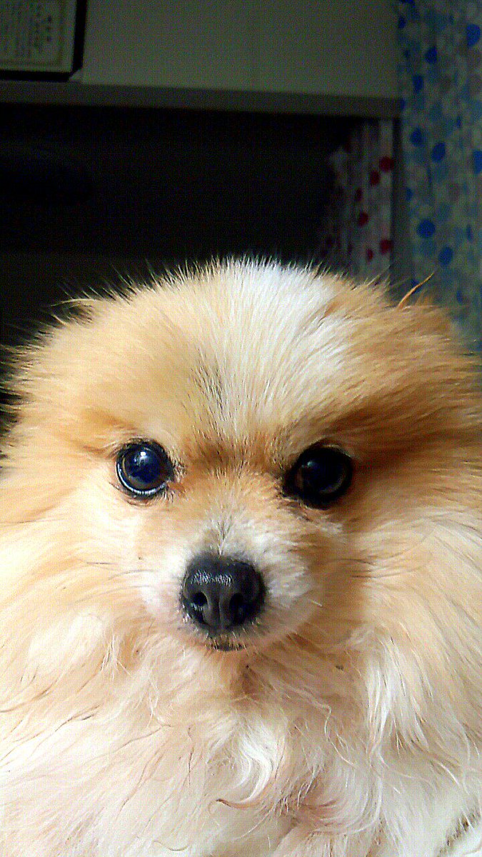 同じ犬種と思えないほど個性が色々で ポメラニアンなんてよくわからない という人のための図解ができました Togetter 同じ犬種と思えないほど個性が色々で ポメラニアンなんてよくわからない という人のための図解ができました Togetter