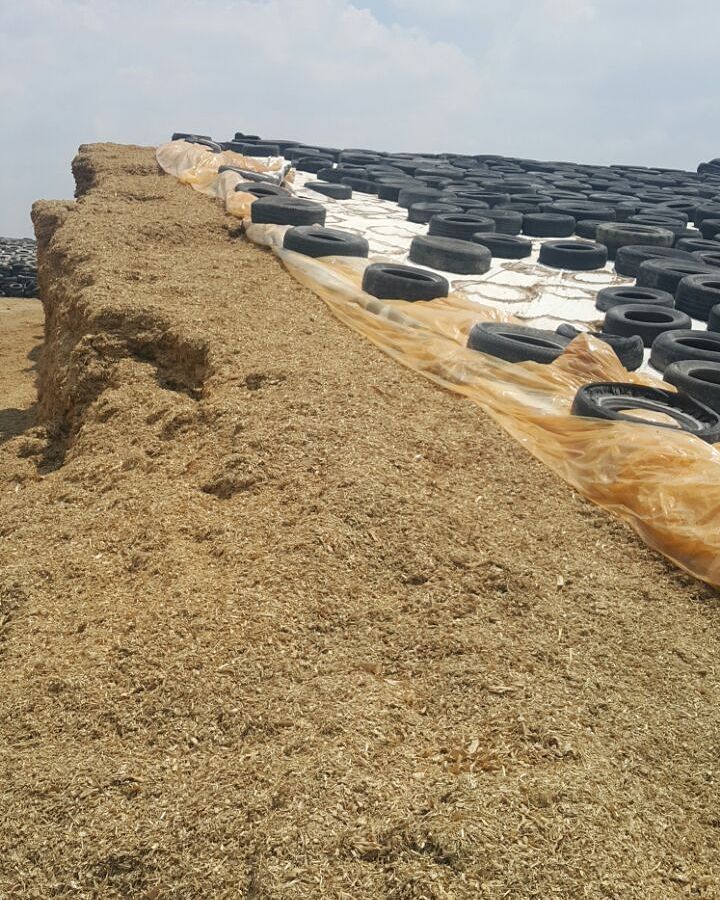 Silostop's tweet photo. Beautiful Silage! Rancho la Cantabra, Mexico #ensilado #silage #silageprotection #silagefilm #silostoporange #obfi… https://t.co/Jn0fNJIYhG https://t.co/fCLsUpC3oP