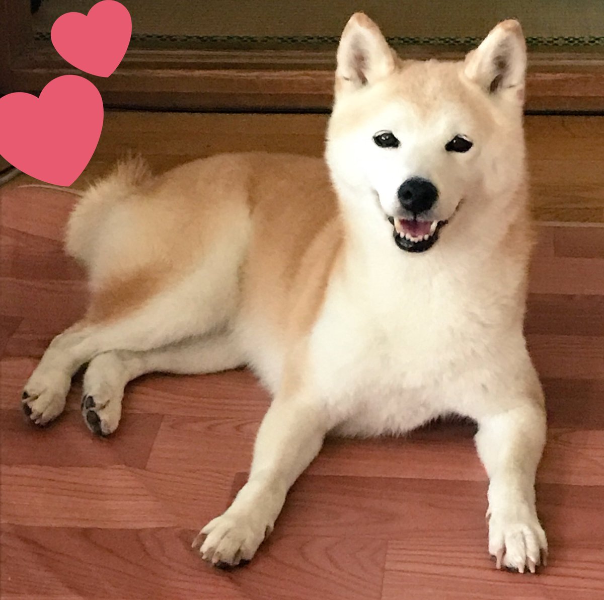 ブリーダー崩壊 Twitter Search