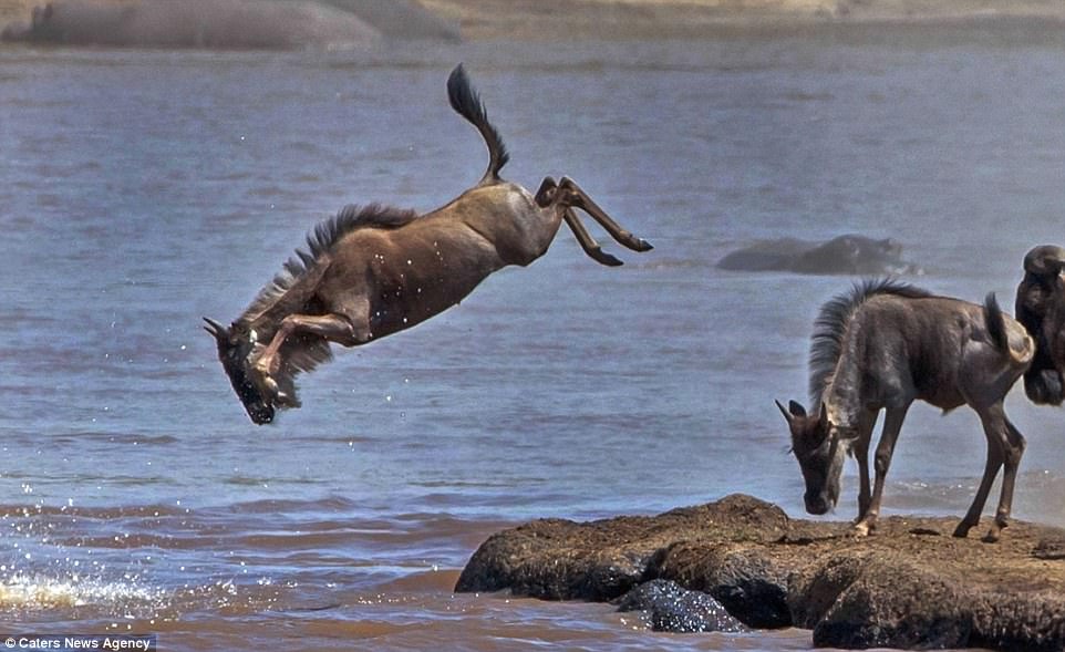 The Great Wildebeest Migration Explained