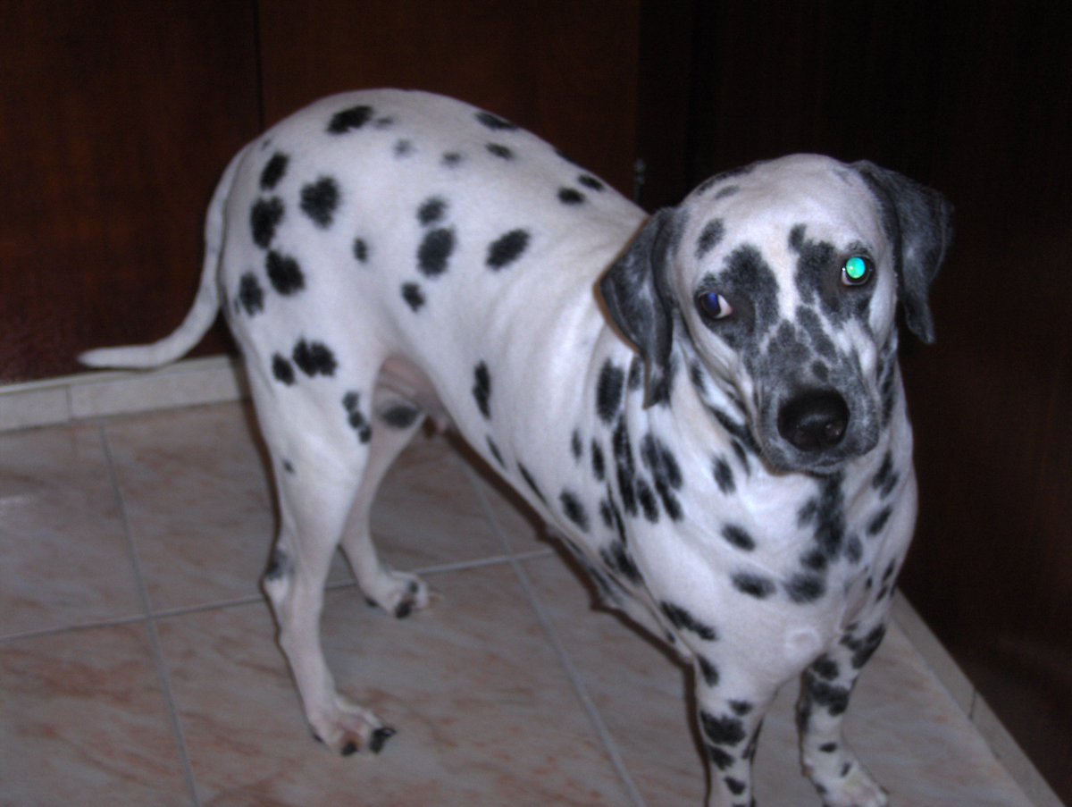 j_malony's tweet photo. @PerroUsuario @aproave Dálmata de 10 años necesita ayuda, no puedo atenderla #Adopta https://t.co/M0rLoDGVlA