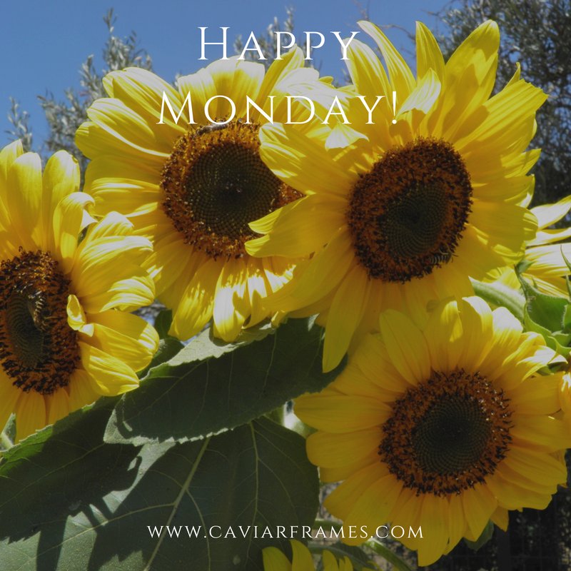 CaviarFrames's tweet photo. Sending some flowers and sunshine your way! Happy Monday! https://t.co/n6VwFy1Bdd