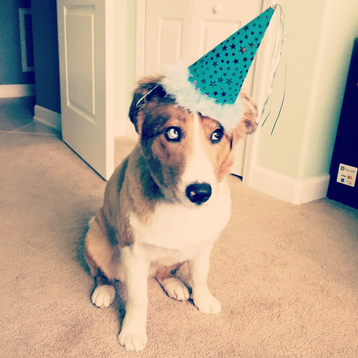 OneGirl4Paws's tweet photo. This is so embarrassing! I turned one today, let's celebrate. #bday #bdaypup #itsmybday #happybday #onegirl4paws #remix #bordercollie #puppy https://t.co/xea4hYBzWH