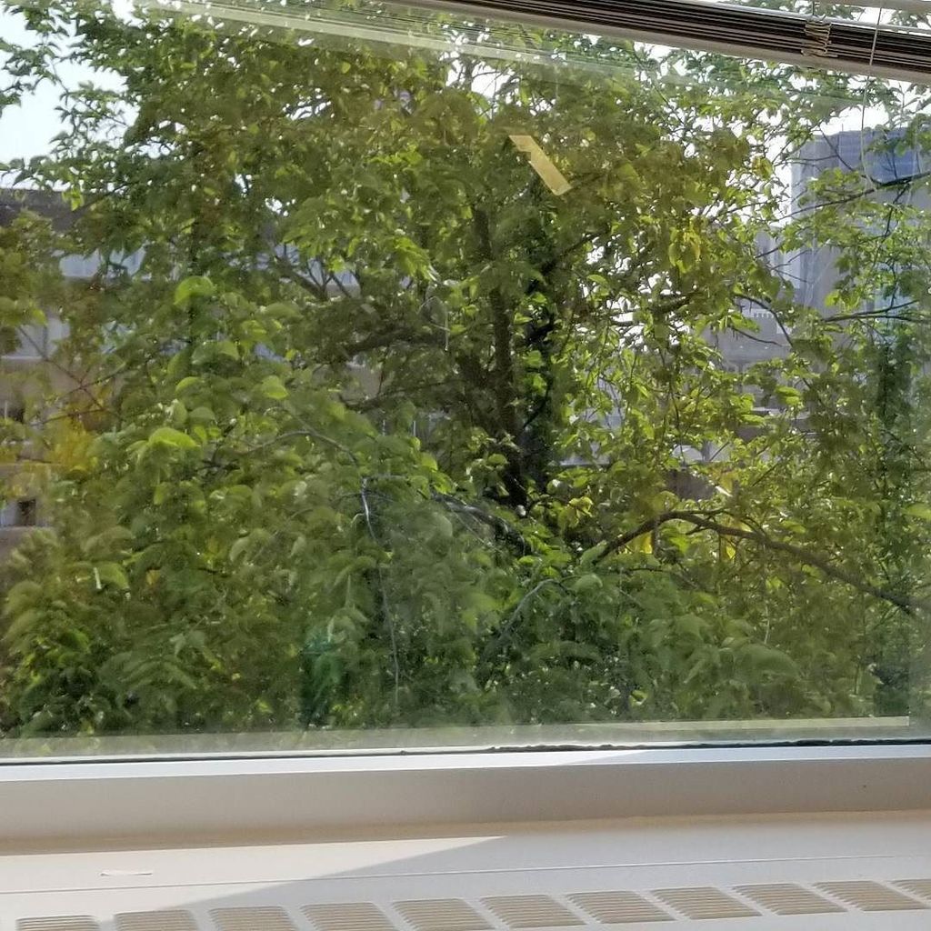 LebeauRox's tweet photo. Beautiful green tree is my new office view. ππ #feelinghappy #ilovelivingthings #natureviews https://t.co/G4jfvp5UOD