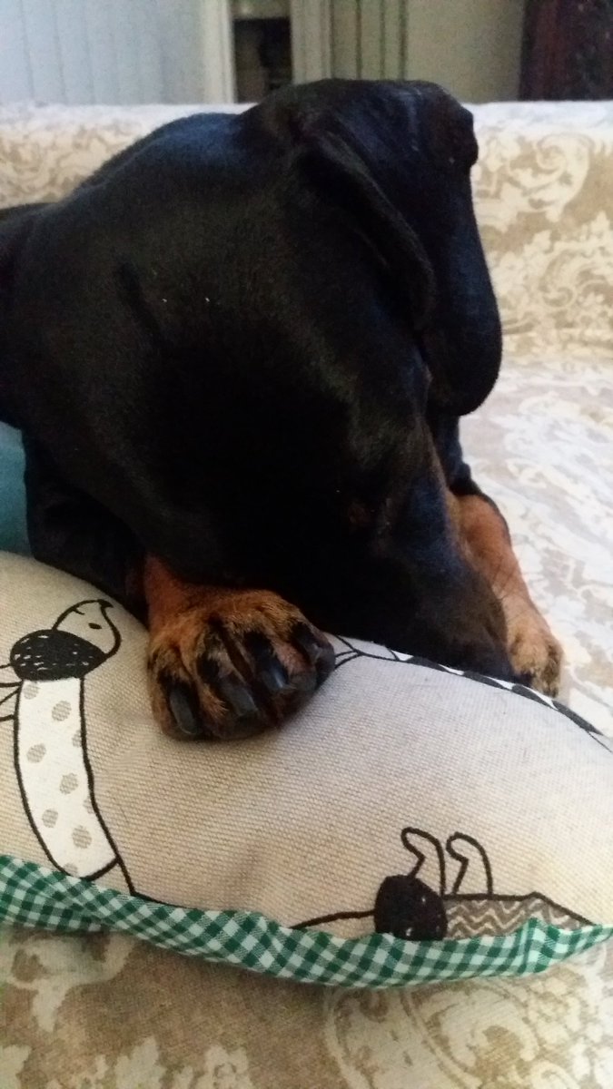 TModernei's tweet photo. Lunes de pereza....#Lunes #FelizLunes #BuenLunes #dachshund https://t.co/3ykxJwqA8r