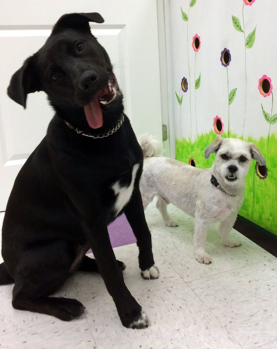 Me_n_Moms_'s tweet photo. This pic sums up Luna & Thor perfectly! #funny #cute #dogs #abbotsford #lab #lhasamix #monday #funday #woof #funnyanimals #cuteanimals https://t.co/Xod2Yu8fP9