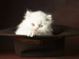 Mayas_Hasan's tweet photo. I Love The Cats 😍😍❤️ https://t.co/KqRdJxTJ0C