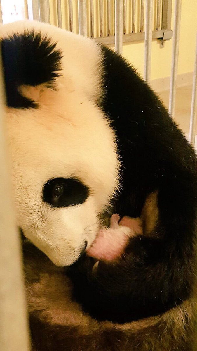 zoobeauval's tweet photo. 258g de tendresse... ❤️🐼#MiniYuanZi #HuanHuan #AvecMaman #BBpandaBeauval https://t.co/157nlc3dba