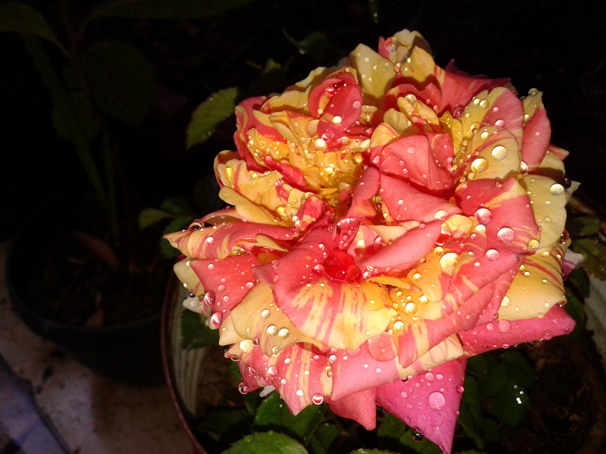 Mayas_Hasan's tweet photo. I Love The Roses 🌺💕💕

#In_My_House https://t.co/oZSoqQLcUS