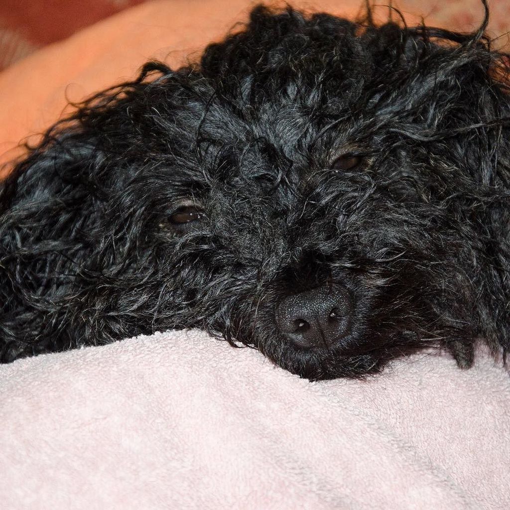 ZebPuliZeb's tweet photo. #timeline "I want to hate you for giving me a bath" #wetdreadlocks #dogsofmanchester #hungarianpuli https://t.co/aoI6qvJdwZ https://t.co/mlmRMTNCzY