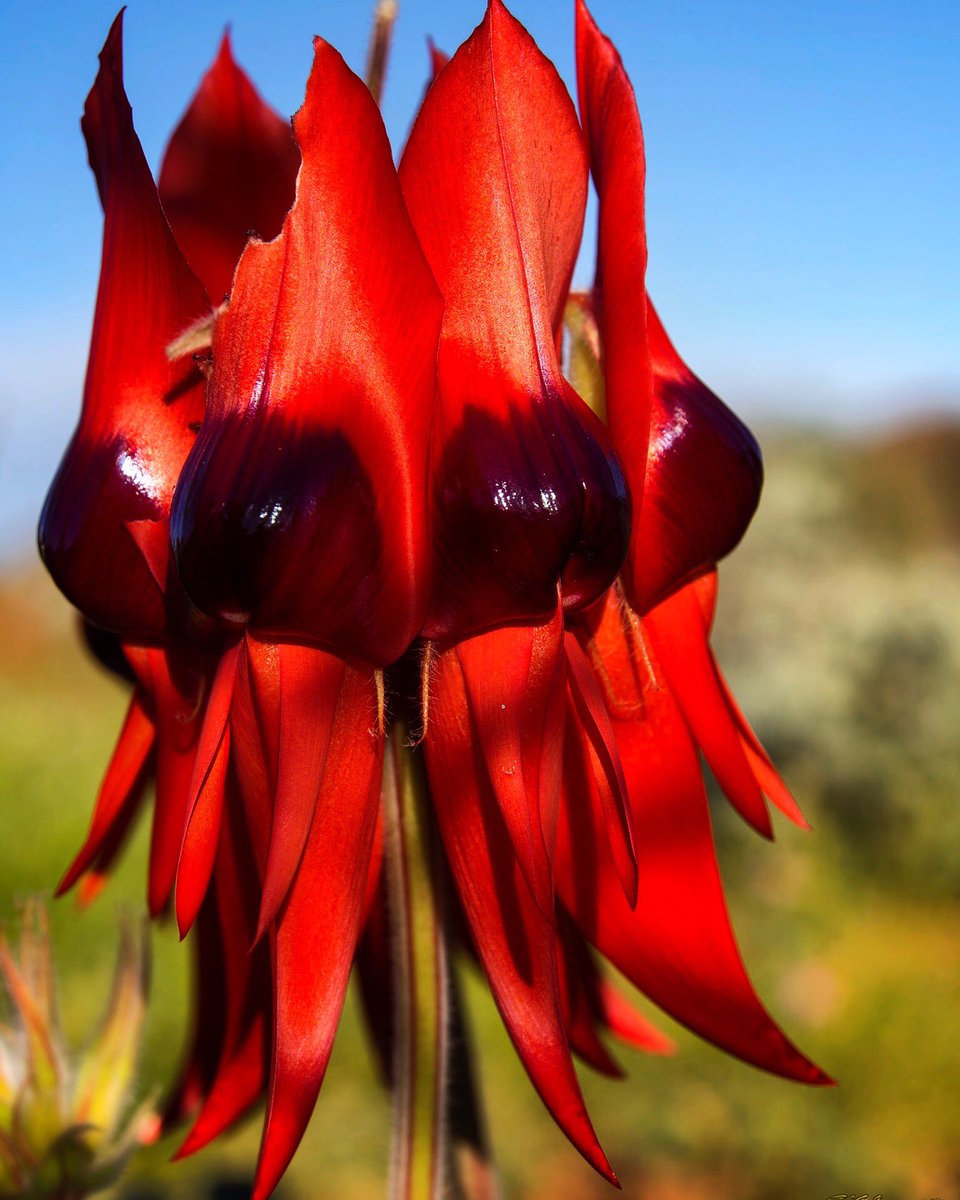 bjg_imagery's tweet photo. The Sturt's Desert Pea flower is absolutely stunning #SturtsDesertPea #Swainsonaformosa #WildFlowers #potd #travel https://t.co/Xr0oXeZRvW