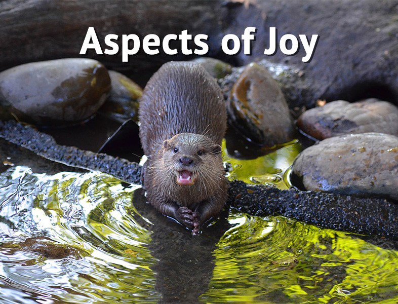 appiohunter's tweet photo. Let Go Joyously https://t.co/nr5Q6iBrJk https://t.co/Q5dT9Ma0Ow