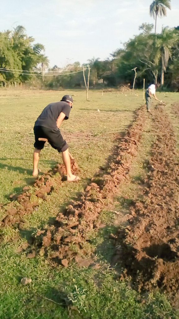 AF_INTA_CTES's tweet photo. 11/08 Se largó n Pje La Palmira la plantación d #mandioca, #cultivolocal alimentario d la #AF @prohuerta #PReTNO https://t.co/4PHWs2qJWo