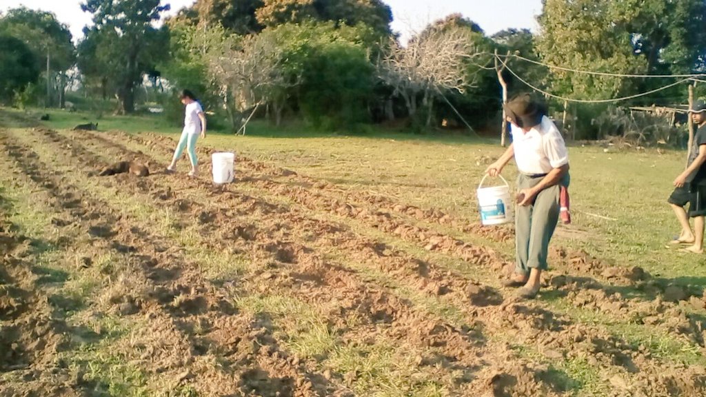 AF_INTA_CTES's tweet photo. 11/08 Se largó n Pje La Palmira la plantación d #mandioca, #cultivolocal alimentario d la #AF @prohuerta #PReTNO https://t.co/4PHWs2qJWo