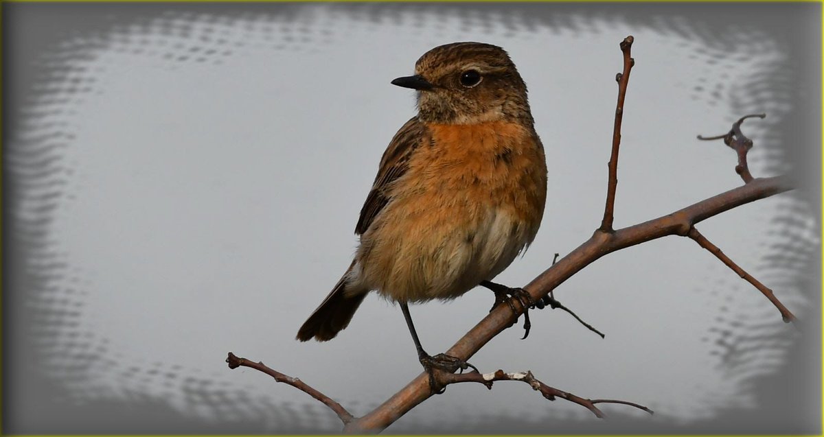 JonletR's tweet photo. 📷 Le #Tarier pâtre. #Stonechat https://t.co/D70SYjp8La