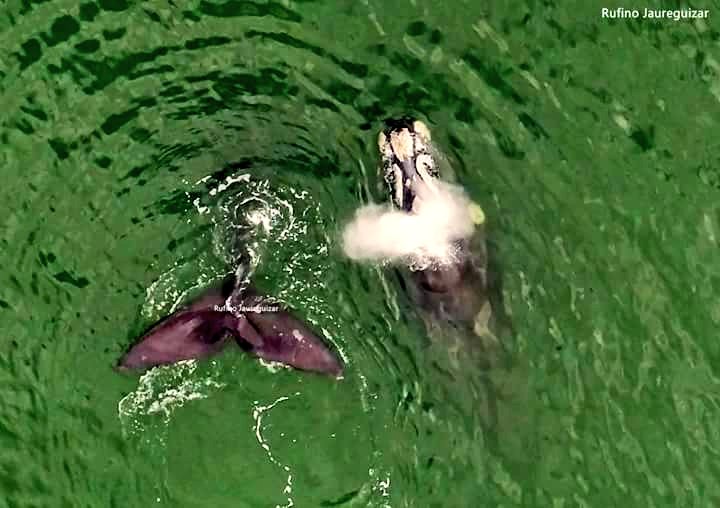 VidaMarinaUY's tweet photo. 🐳 Las hembras llegan a medir hasta 17 metros, los machos suelen ser más pequeños, unos 15 metros. 🐳 #ConociendoMas #LaRutaDeLaBallenaFranca https://t.co/fpX2F4X0cw