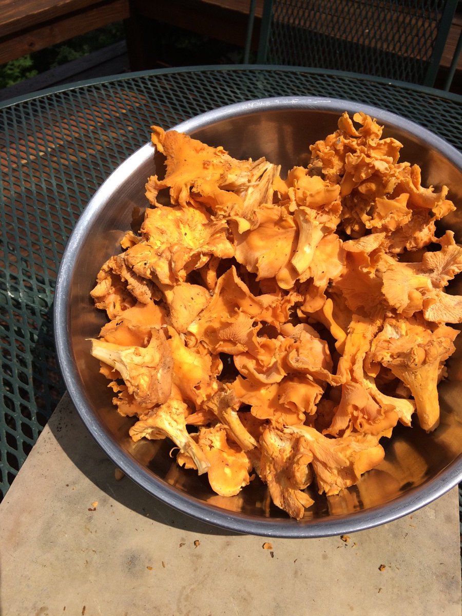 WordsOnWine's tweet photo. Finding lots of chanterelles out here in Bucks County. https://t.co/Jb4bEET1uM