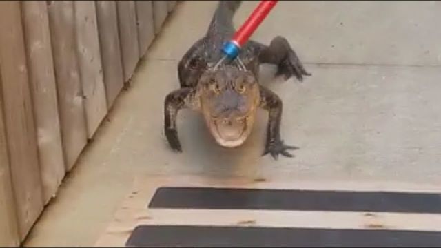 Queen_City_News's tweet photo. Kids think alligator near pool is fake...it's not https://t.co/mCHRva3ycn #gatorproblems https://t.co/leOZAOi29p