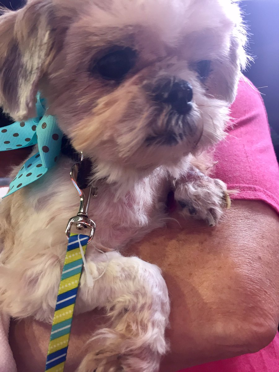 JennSullivanTV's tweet photo. This is one of the 34 dogs rescued from a hoarding situation in rural Sangamon Co. She's available for adoption at SCAC https://t.co/K9Hdy7kgd3