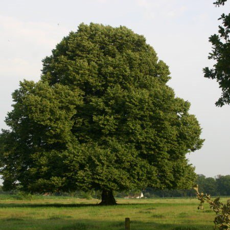 VVVFrieseMeren's tweet photo. Fiets a.s. woensdag mee langs 11 markante bomen in Gaasterland! Wel even opgeven! https://t.co/TtYs38szB0 https://t.co/xqVyC2zQ9r