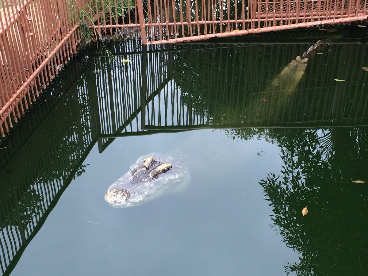 津島よじろう 熱川バナナワニ園 から帰宅 バナナとワニ以外にもハイビスカスやラン等の花や熱帯植物 マナティや ティラピア チュウゴクサンショウウオ レッサーパンダetc 色んな動植物が園内には飼育されていて楽しめました また アホガールとコラボ