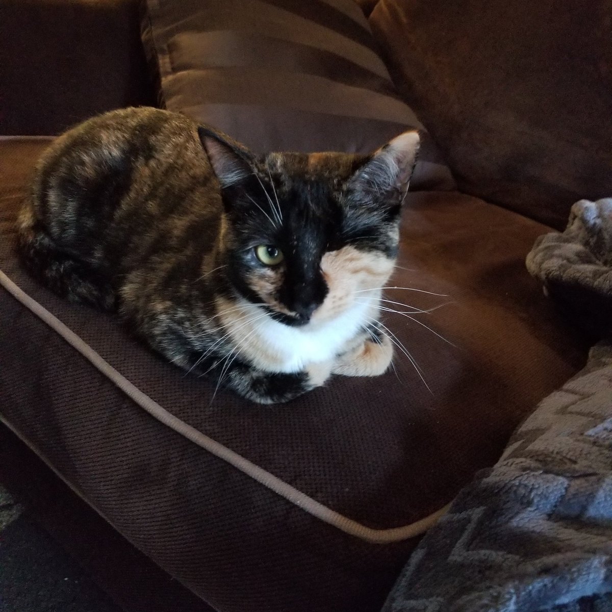 Happy #kittyloafmonday friends! #cats #CatsOfTwitter #AdoptDontShop