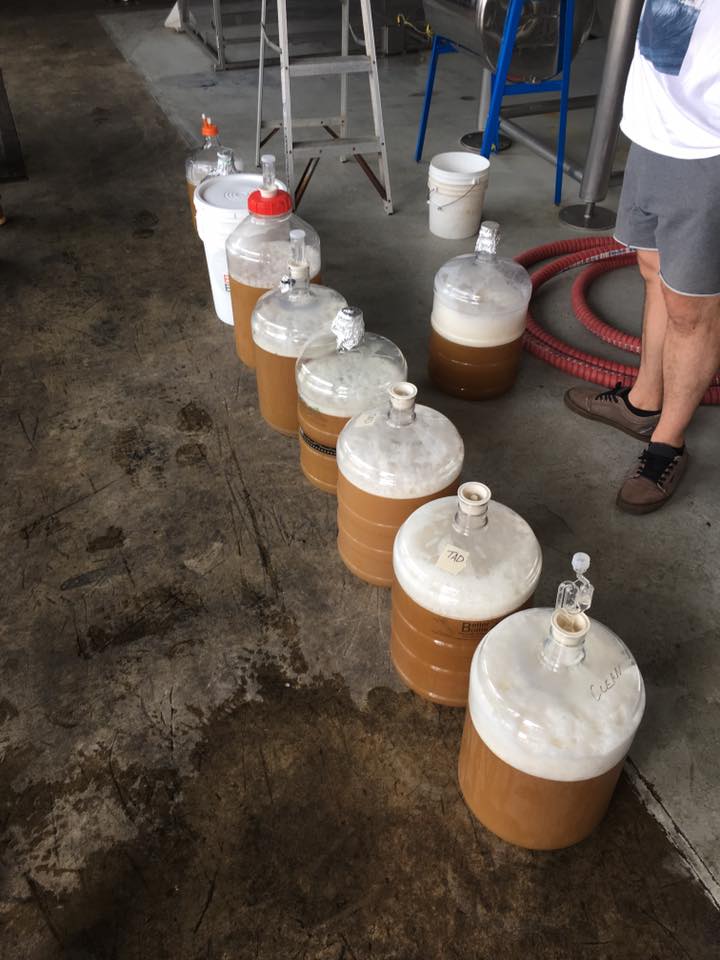 ginalfravity's tweet photo. Great brew day yesterday!  Thanks to all who came out and look forward to tasting all the spicing experiments from this one! https://t.co/CmOfFMemjQ
