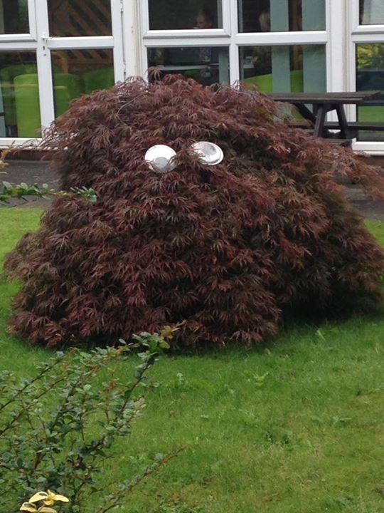 CDye1990's tweet photo. Love the little things. 
On my travels, I spied some giant googily eyes on a bush. My day is much brighter for the experience :) https://t.co/JqIRs7H08y