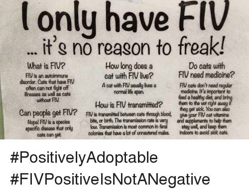 TipMeFrederick's tweet photo. From a veterinarian's office! Don't be scared of FIV+ kitties! They're #positivelyadoptable ! https://t.co/oAEMjJ4IeU
