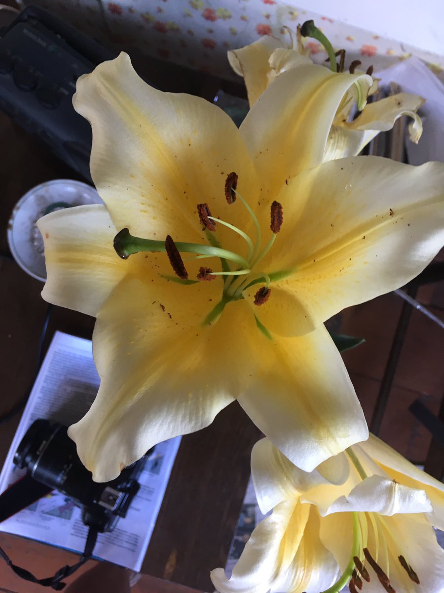AnnaSeregin's tweet photo. My favorite flowers are like my character https://t.co/V543v97qZL