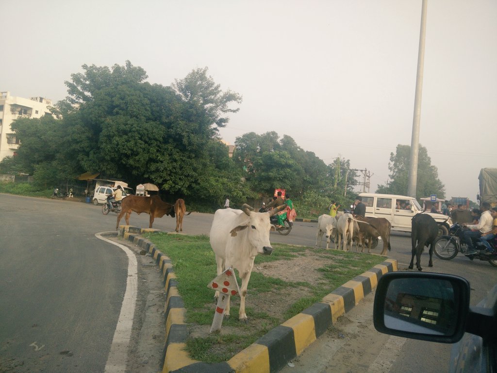 gypsz13's tweet photo. A typical traffic scene on highways in #Haryana #Rajasthan #Gujarat cows wandering on roads! Impact of #slaughterban? https://t.co/xqj0QJECN6