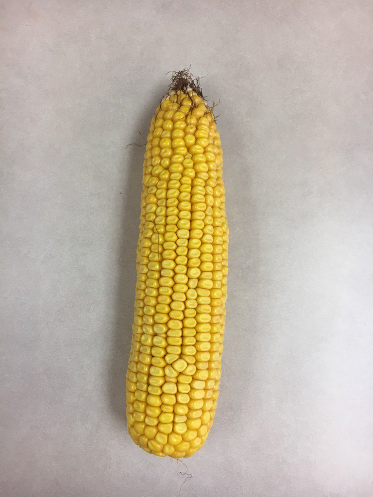 PCCGNews's tweet photo. 216-36DGVT2P looking good again this year!! Ear is 20x40! https://t.co/b5A4Hrax7e