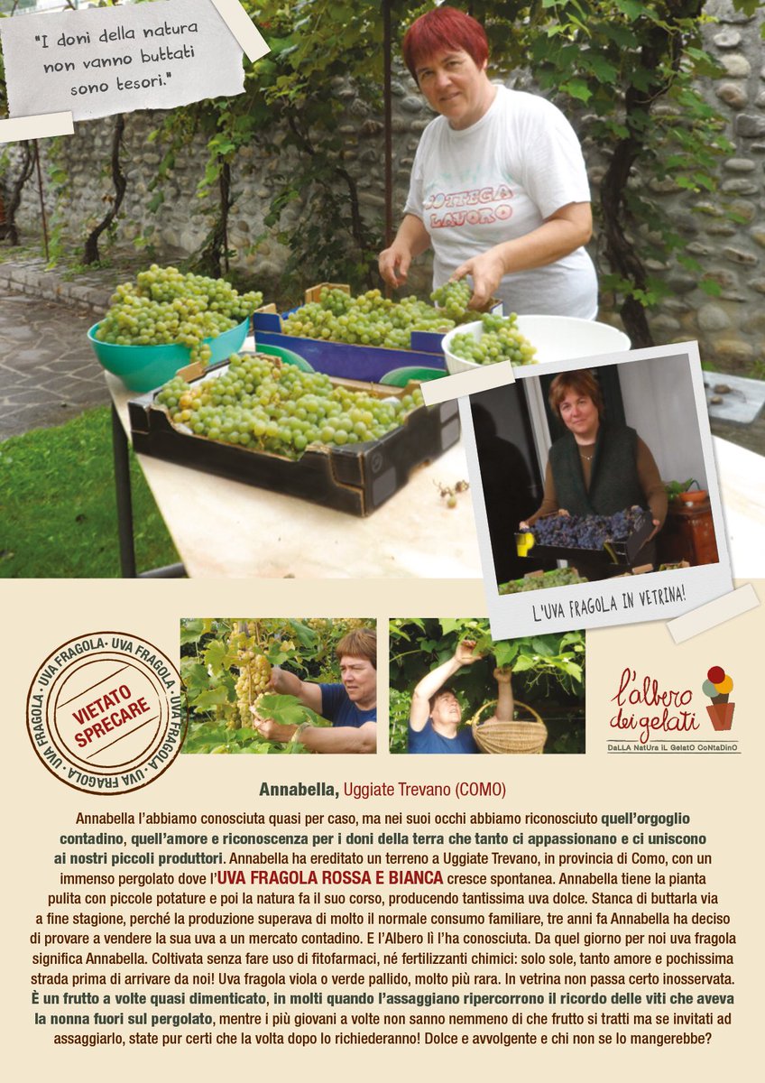 alberodeigelati's tweet photo. VI PRESENTIAMO ANNABELLA E L' #UVAFRAGOLA DEI NOSTRI SORBETTI "#FIORFRUTTA" #piccoliproduttori #km0 #sorbetti https://t.co/Qg7QgrSU9o