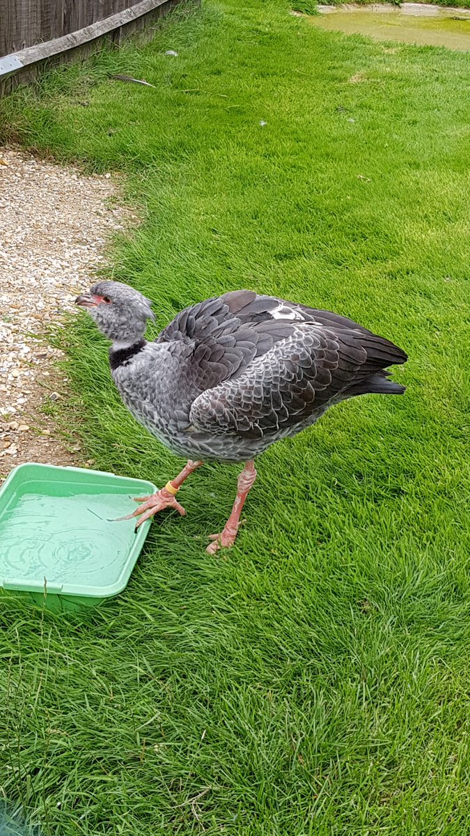 Railraptor's tweet image. Whoaaaa... #southernscreamer #peppapigworldpatchbirding #pwc2017 points???