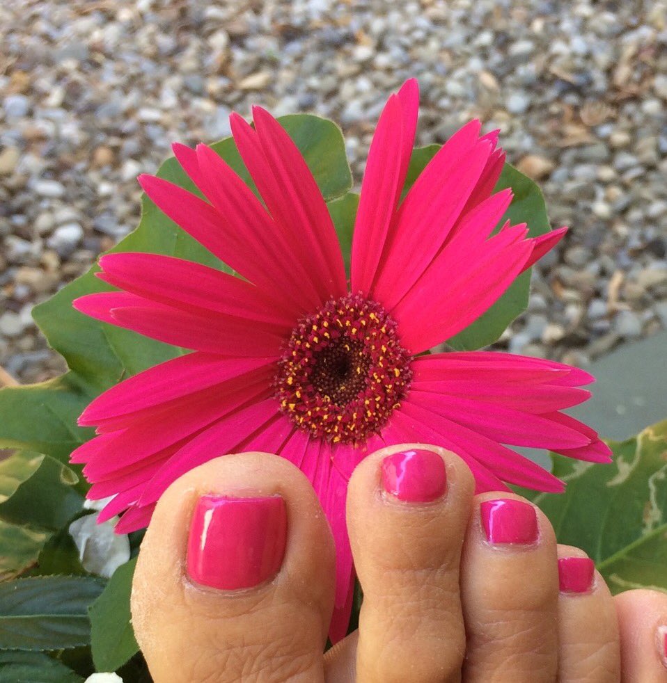 PZPrinting's tweet photo. @djc08742 
Been a while..... Happy Summer 
#pedi #gerberdaisy #nature #summer #chilltime https://t.co/XJGiTWBI9V