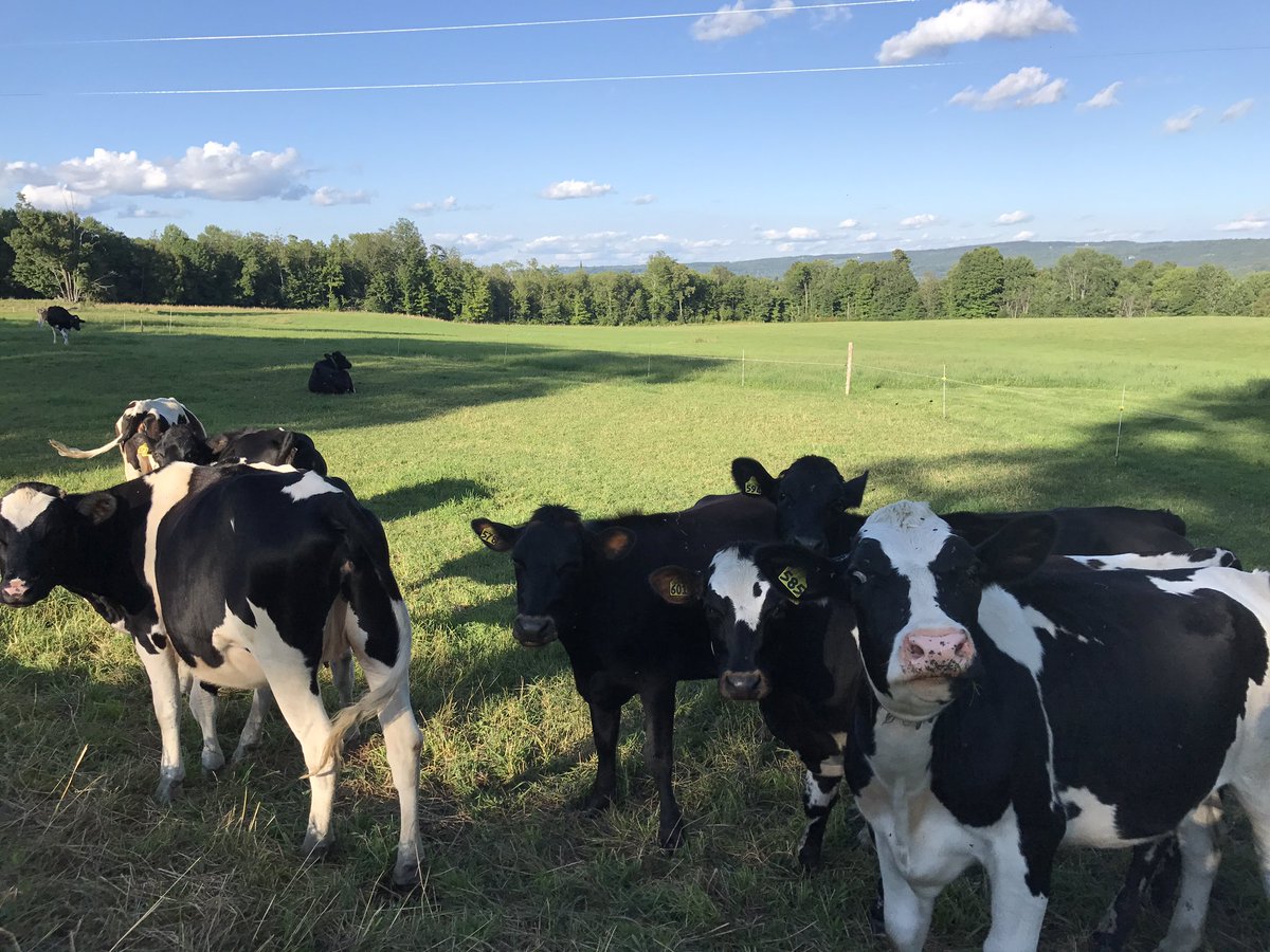 ThisIsVT tweet media