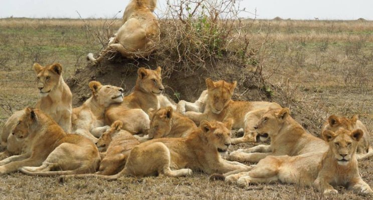 ParkviewSafaris's tweet photo. Explorer the world this November @parkviewsafaris https://t.co/gEpF2arkdm