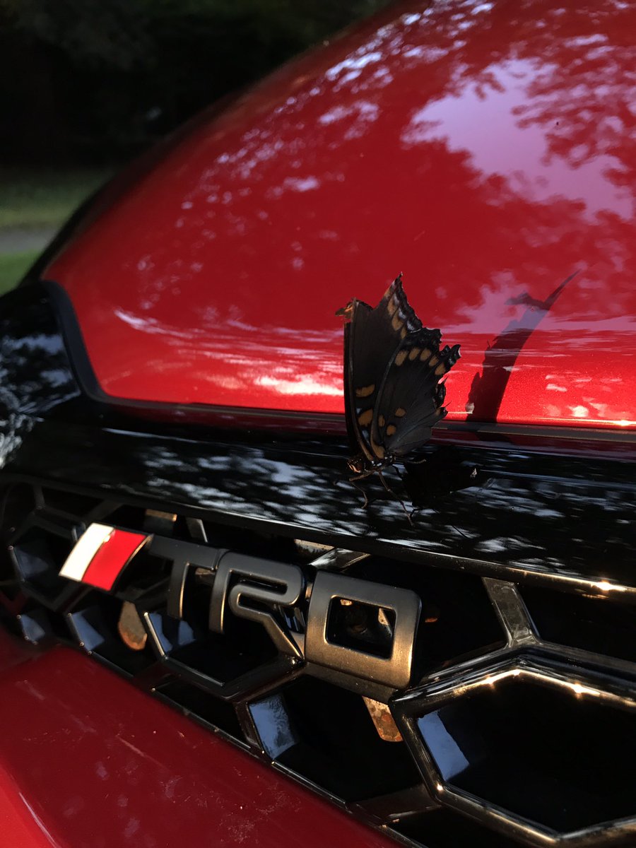 Ado1989H's tweet photo. Butterfly 🦋 on my car 🚗 #toyota #trd #butterfly https://t.co/bLwahPHgW4