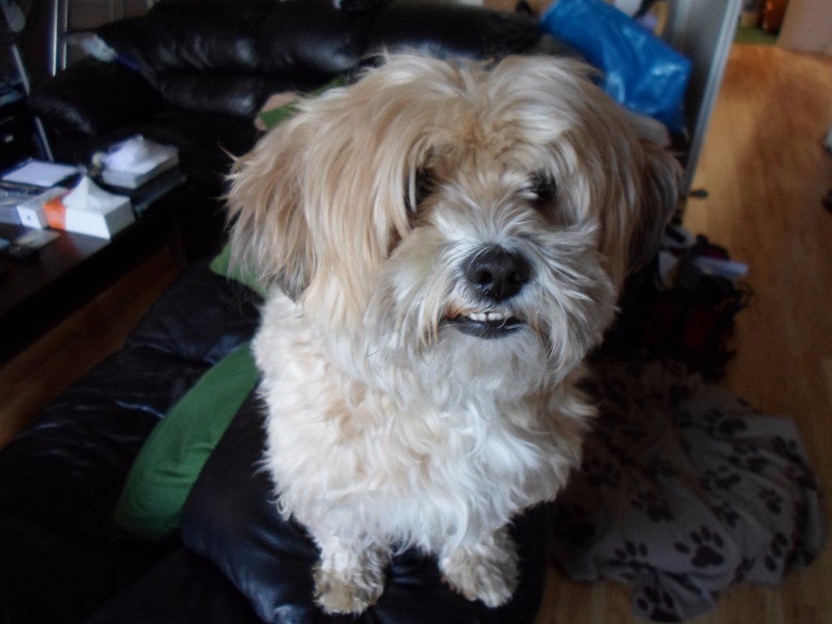 Vets Klinic tweet media