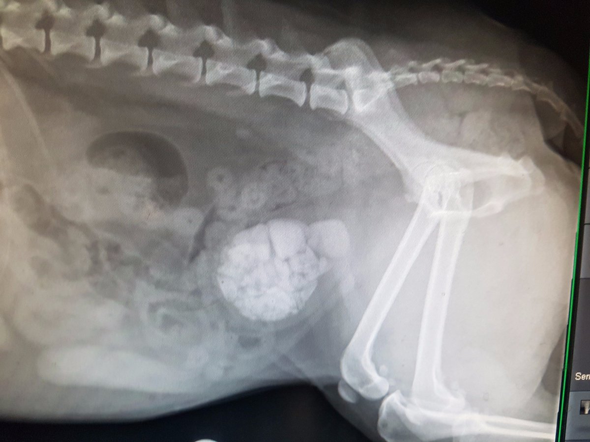 Vets Klinic tweet media