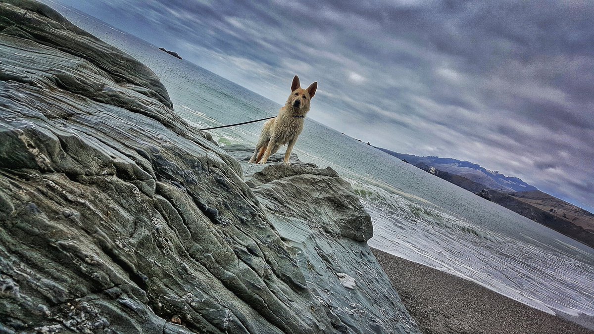 Morning stroll at Goat Rock beach.

#beautiful #morning #coast #beach #dogwalk #GoatRock #Jenner #gloomy #pup