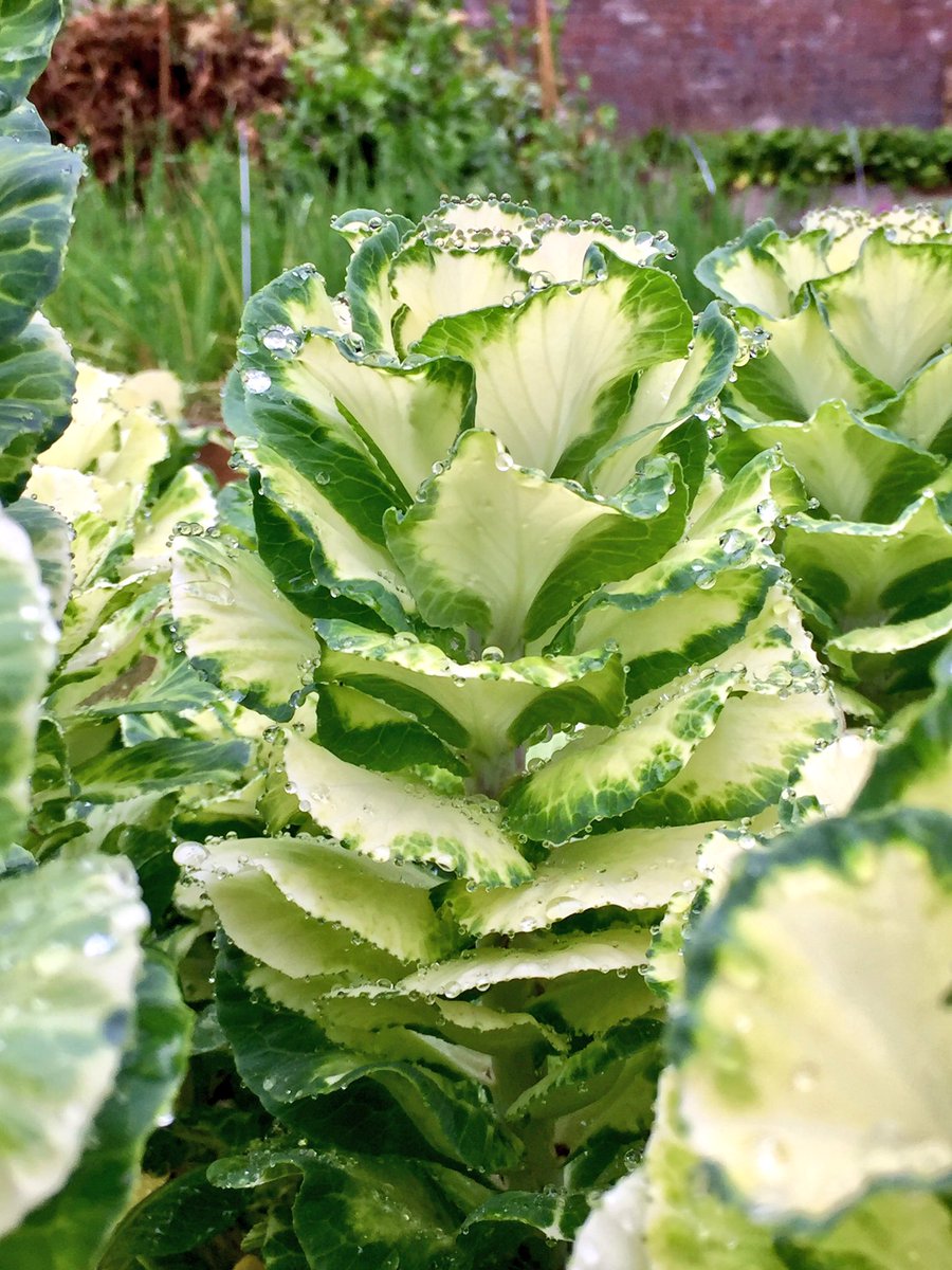 It may be mizzling in the #LakeDistrict but our #chefs are loving what's coming their way from the #kitchen #garden... #foodie
