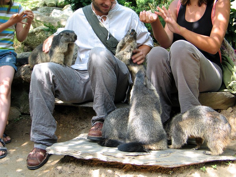 Carlit_Hotel's tweet photo. Totale exclu ! Gagnez une journée complète avec un soigneur animalier au Parc animalier des angles ! plus d'infos sur notre page Facebook ! https://t.co/7Sia8ms3HA