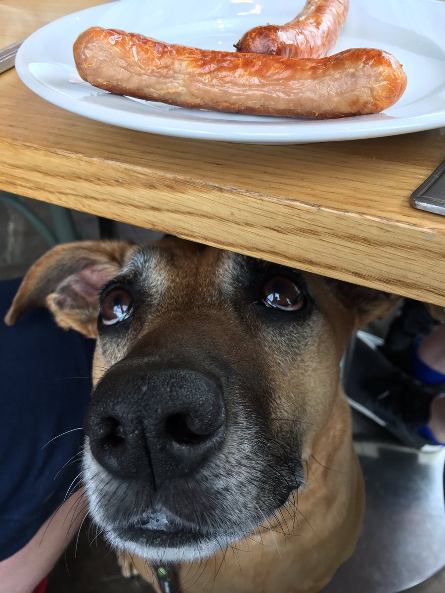 TyraThePooch's tweet photo. I'm sure I can smell sausages.. @bolstermoorfarm 😋 https://t.co/WrcZC2cgj2